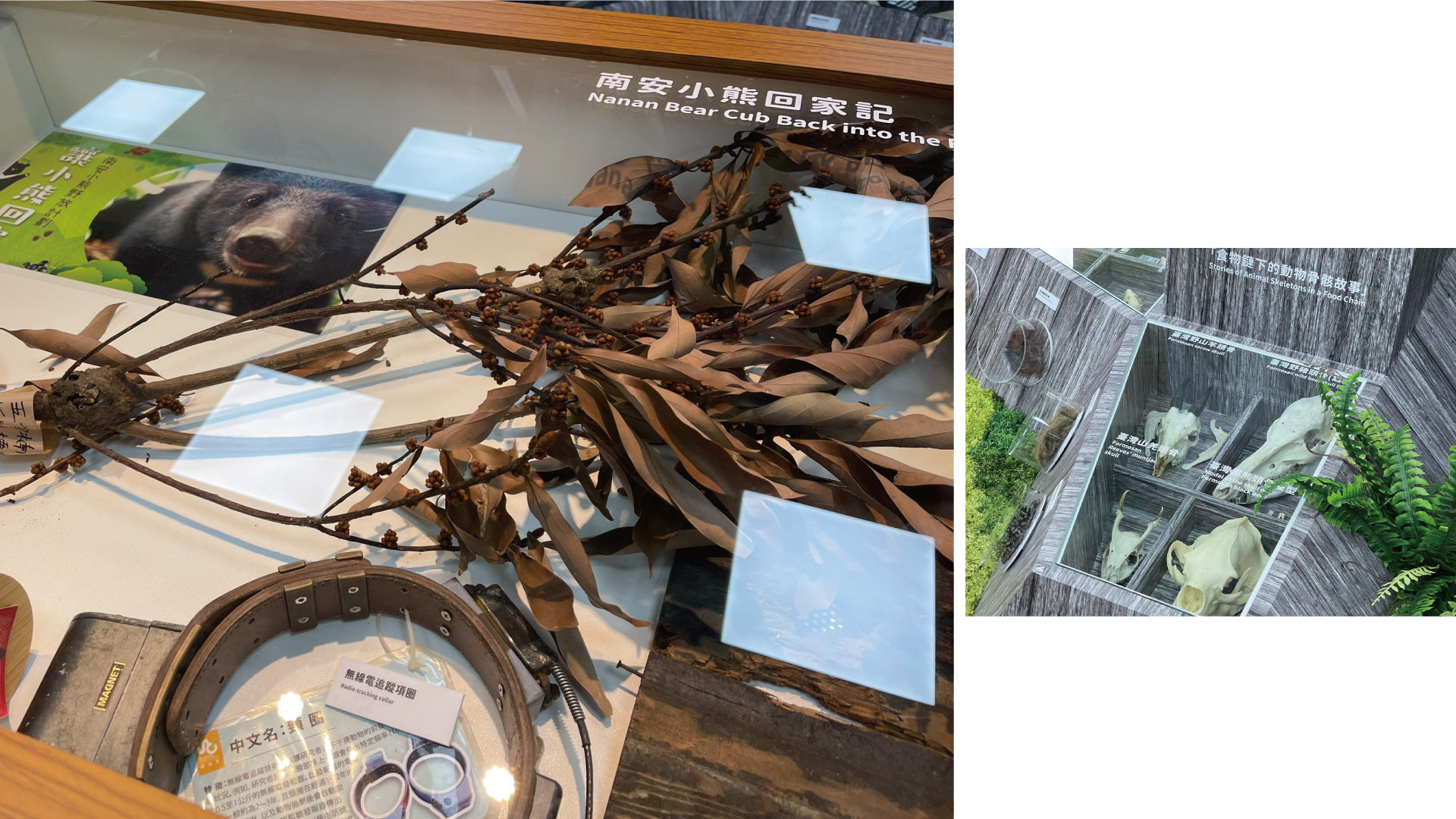 台灣黑熊教育館