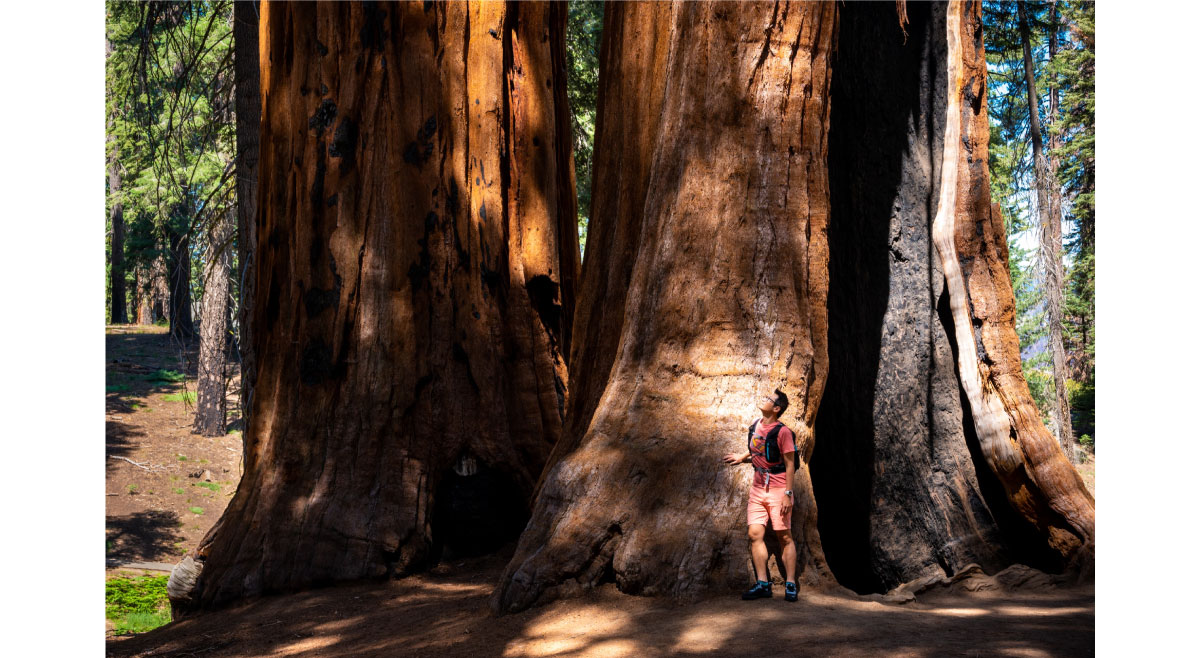 膳魔師-行旅手札，美洲杉國家公園 Sequoia national park